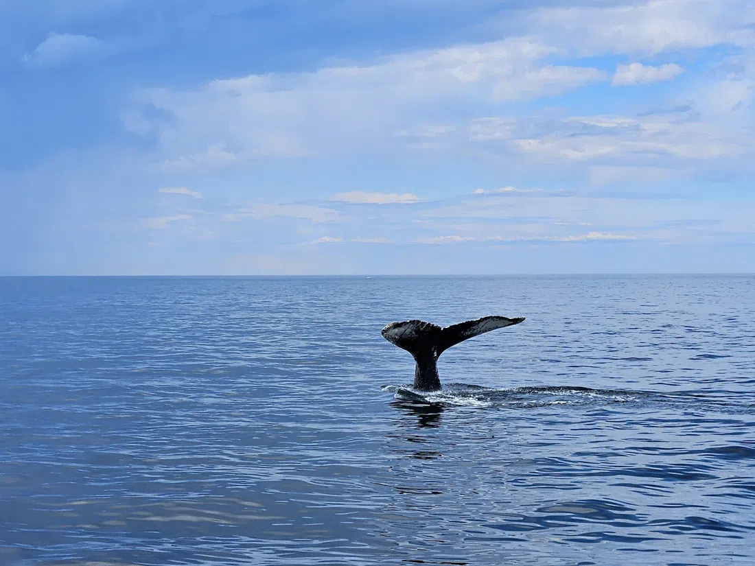 Cape Ann Whale Watch, Boston