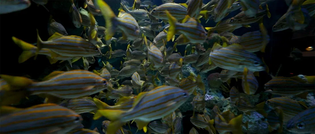 New England Aquarium, Boston