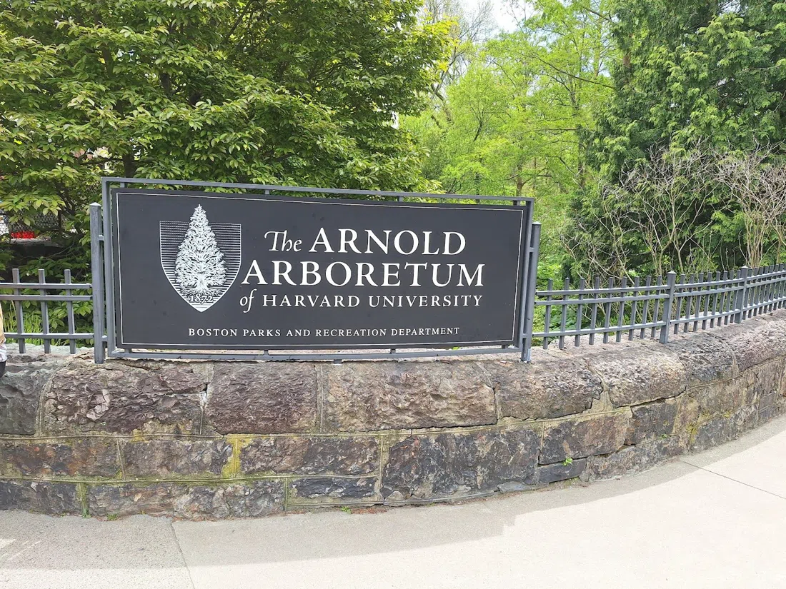 Arnold Arboretum, Boston
