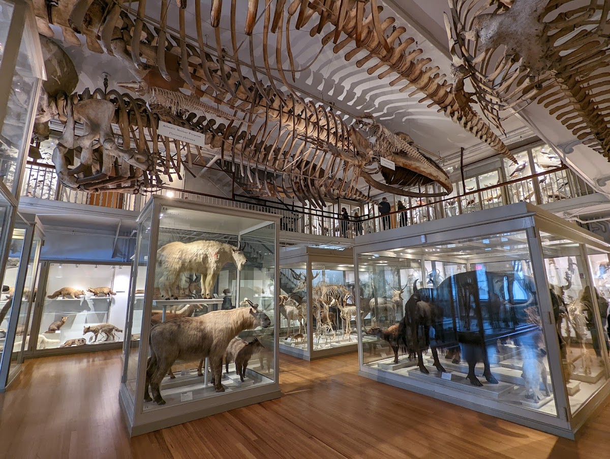 Harvard Museum of Natural History — photo 2
