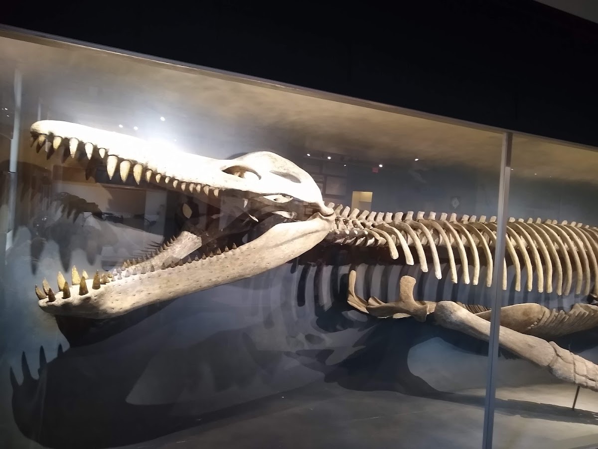 Harvard Museum of Natural History — photo 3