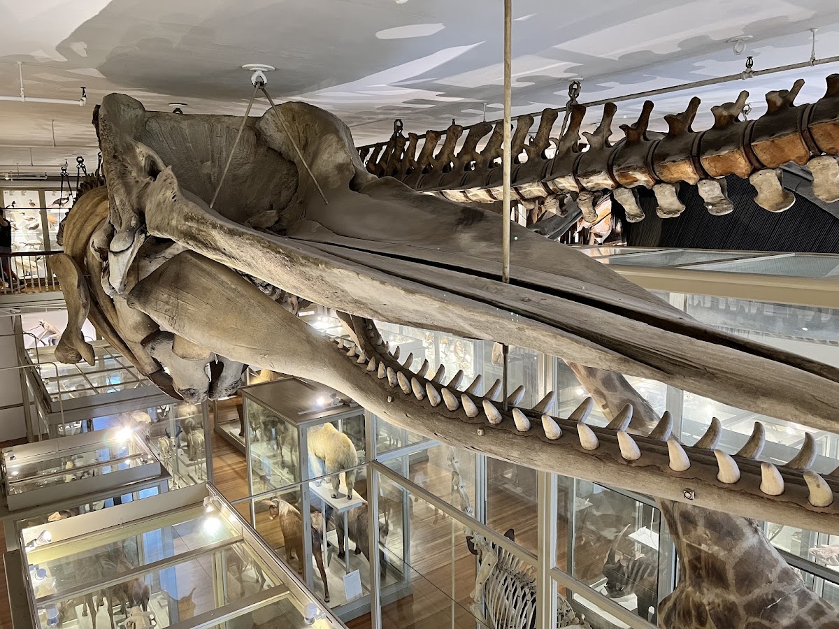 Harvard Museum of Natural History — photo 4