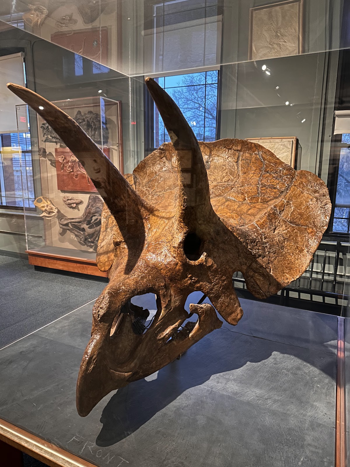 Harvard Museum of Natural History — photo 6