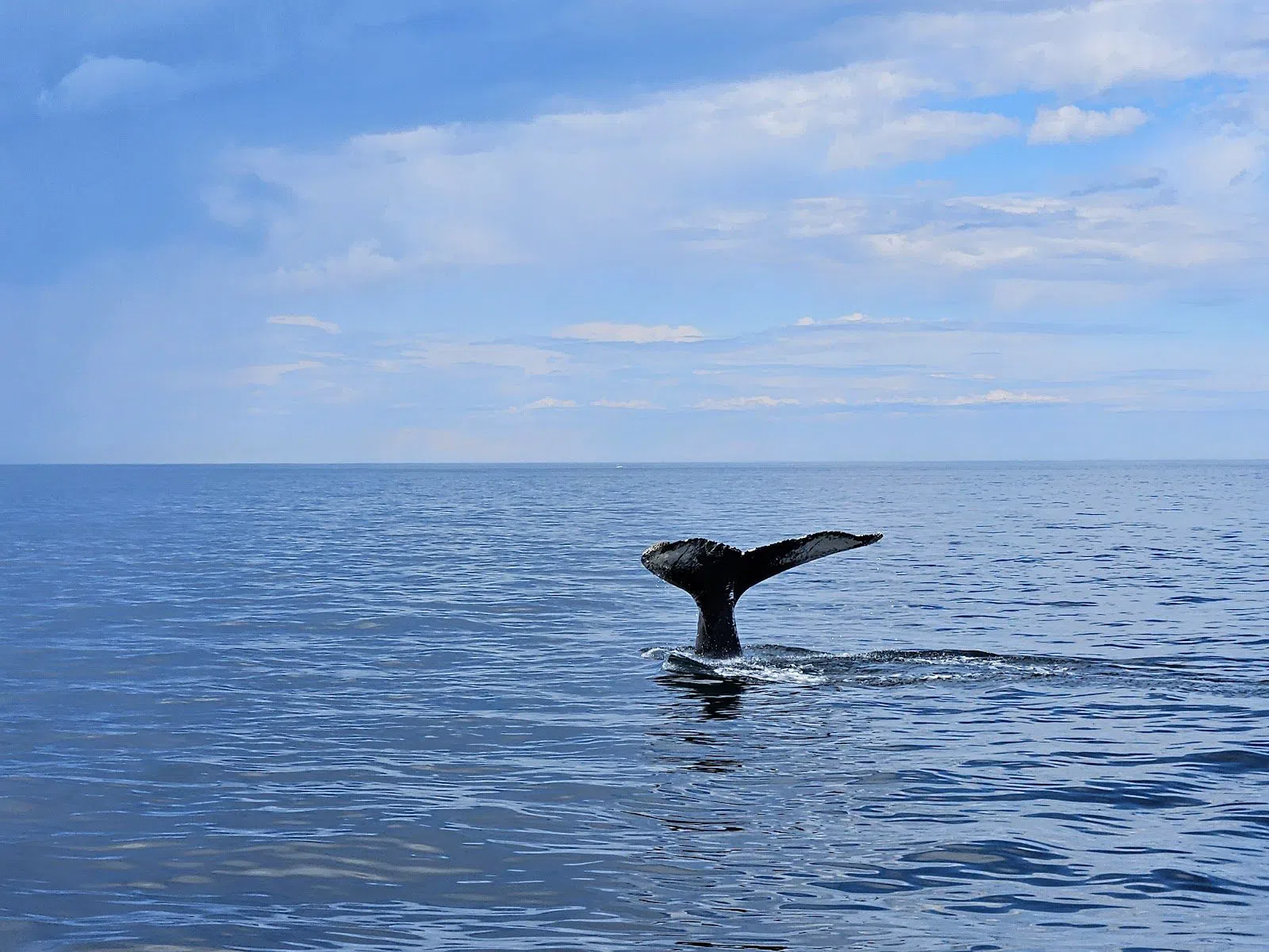 Cape Ann Whale Watch, Boston